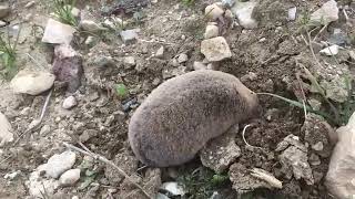 A mole digging a hole caught on camera [upl. by Milzie]