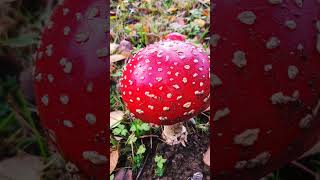 Amanitas growing next to the high school shorts nature shortvideo short [upl. by Nyberg]