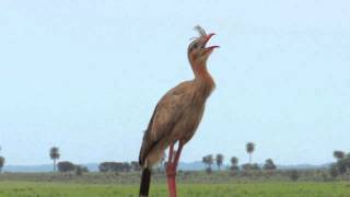 O Canto da Seriema Cariama cristata [upl. by Imij]