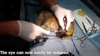 Proptosis repair in a dog [upl. by Lucila739]