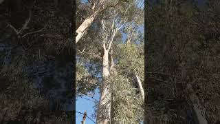 L’Eucalyptus est un arbre à plusieurs vertus telles les infections bronchiques [upl. by Anura]