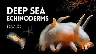 The Wonder of Deep Sea Echinoderms [upl. by Dom]