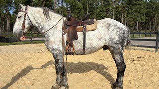 Dapple Percheron riding [upl. by Latsirk116]