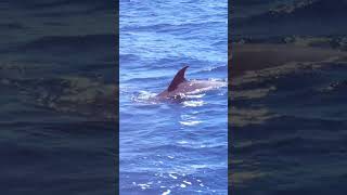 Robben Island swim with dog [upl. by Graniah607]