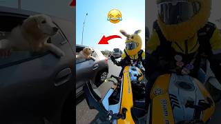 Dog 💥Reaction 🤣on Bunny 🐰……funnyshorts bunnyhelmet [upl. by Airol]