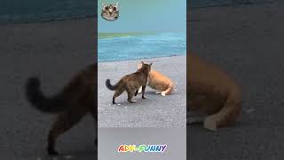 Amazing cats cat funny funnycats 2024 [upl. by Anwahs]