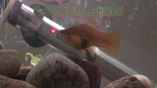 Swordtail give birth to young [upl. by Negyam]