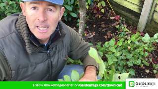 How To Cut Back Hellebore foliage [upl. by Snodgrass]