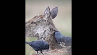 The jackdaws free haircut and free to build birds nest [upl. by Elbag541]