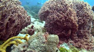 9 Exploring Yucab Reef Cozumel [upl. by Tekcirk953]