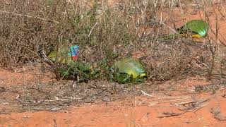 Scarlet chested parrot [upl. by Atena]