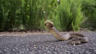 Hissing Hognose snake in the Ouachita mountains Arkansas [upl. by Zela]