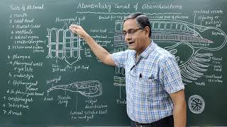Structure of Alimentary canal in BranchiostomaAmphioxus [upl. by Nomaj372]