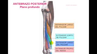 MIOLOGIA DE MIEMBRO SUPERIOR 8 [upl. by Oicirbaf]