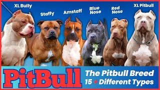 The Pitbull Breeds 15 Different Types and Their Characteristics [upl. by Vladamar]