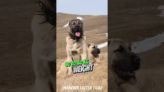 King Of Dog Breed KANGAL shorts dogs ஷார்ட்ஸ் [upl. by Ventura]