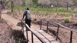 close encounter with the Komodo dragon [upl. by Petromilli]