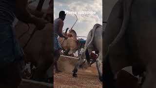 Old category  Ongole Bulls race  Kadapa vempalli shorts videos [upl. by Fergus]