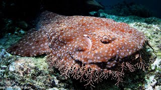 Tasselled Wobbegong  Animal of the Week [upl. by Carling417]