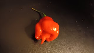 Carolina Reaper 🔥 by Imnobodyspecial [upl. by Mari]