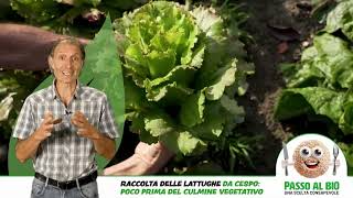 NellOrto con Sorriso  Tutorial 01 insalata [upl. by Zebe]