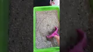 White Sodium Based Bentonite Clay Products For Cat Litter [upl. by Titus]