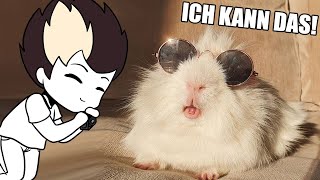 Das Meerschweinchen Gehege RICHTIG sauber machen mit Chan  Die Meeries [upl. by Salangia544]