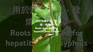 Mayapple plants 早春的五月蘋herbal [upl. by Shayne798]