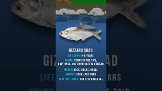 Gizzard vs Threadfin Shad Understand and CATCH MORE FISH [upl. by Hayikat]