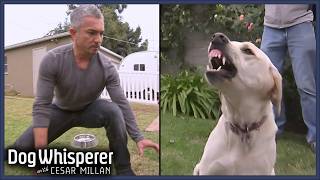 Cesar Millan VS Most Aggressive Dogs  Dog Whisperer Marathon [upl. by Yelmene]