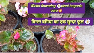 Begonia🌸plant care👍विन्टर बगिया का सदाबहार 🌸सुन्दर फूलDeepaGardening [upl. by Idleman]