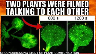 Mindblowing Video of Plants Talking to Each Other In Real Time [upl. by Yonita]