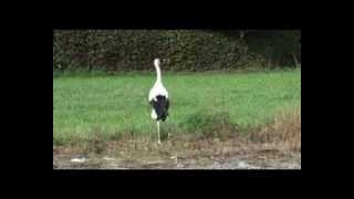 Cigogne blanche blessée soignée et relâchée [upl. by Atwood]