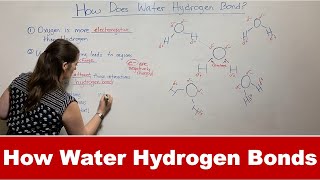 How Water Forms Hydrogen Bonds [upl. by Vaughan]