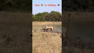 Wildlife Lion 🦁 Vs Wild Boar 🐗  Wild boar is winner 🏆 wildlife animals warthogs [upl. by Funda836]