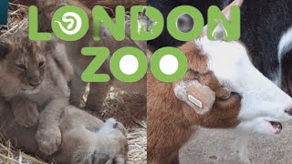 Exploring ZSL London Zoo For The First Ever Time VLOG 21st May 2024 [upl. by Barcroft]