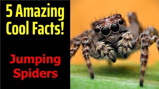 5 Fascinating Facts About Jumping Spiders [upl. by Eidok]