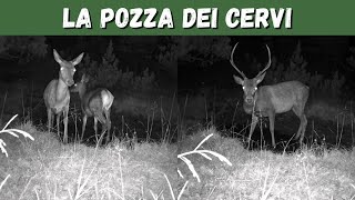 CERVI davanti alla fototrappola 🦌 [upl. by Ranite786]