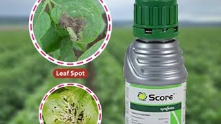 स्कोर फंगीसाइड किसान टमेटो टमाटर new Syngenta Score Fungicide [upl. by Mollie384]