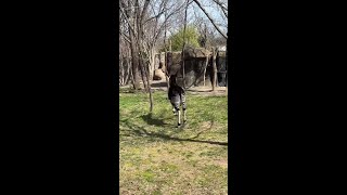 Okapi Calf Frolics Around Zoo Habitat for First Time [upl. by Fevre]