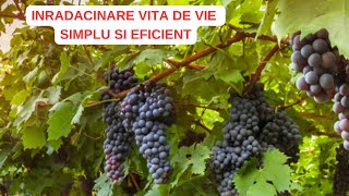 Înrădăcinare VITA de VIE simplu si eficient [upl. by Eenalem]