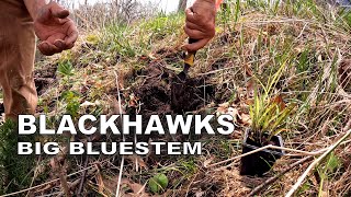 Unboxing and Planting “Blackhawks” Big Bluestem Prairie Grass [upl. by Lekram]