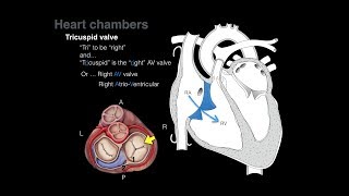 Overview of Heart Anatomy Tutorial [upl. by Craggy]