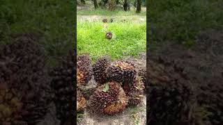 Tutorial Cara Turunkan Buah Sawit Di Bukit [upl. by Ienttirb684]