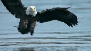 Bald Headed Eagle catches salmon [upl. by Zusman]