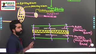 locomotionandmovement skeletalmuscle sarcomere actin myosin biologyclass11th class11biology [upl. by Moskow]