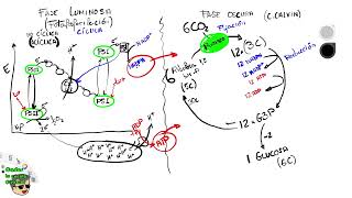 Repaso Anabolismo Fotosíntesis EBAUEVAU en 25 minutos [upl. by Haeckel]