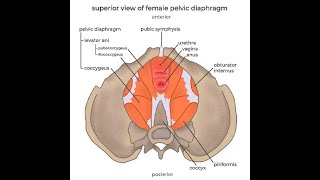 Anatomy of the Levator Ani muscles Puborectalis Pubococcygeus and iliococcygeus [upl. by Auric125]