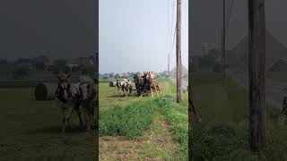 Amish making round hay bales in Lancaster PA [upl. by Enilra]