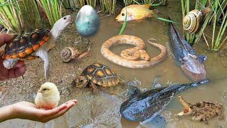 Colorful surprise eggs lobster snake cichlid betta fish turtle butterfly fish goby fish [upl. by Ynaoj]